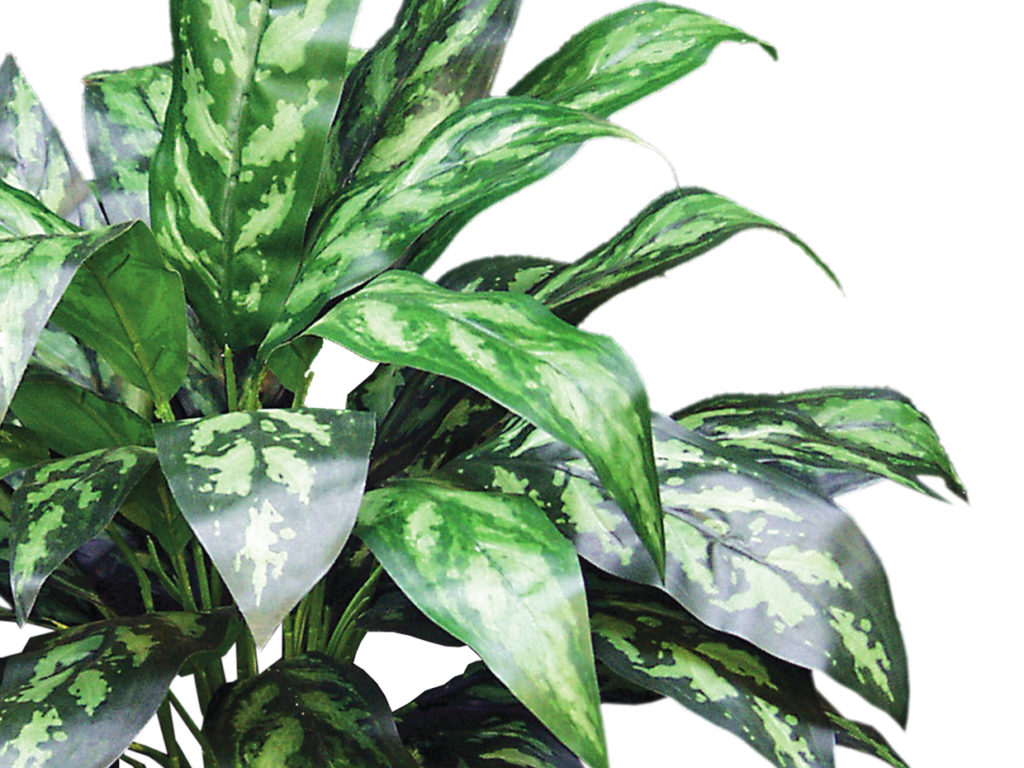 Maria Chinese Evergreen Plant ID# CEL226M