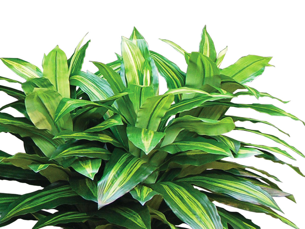 Corn Plant Plant ID# CPB336