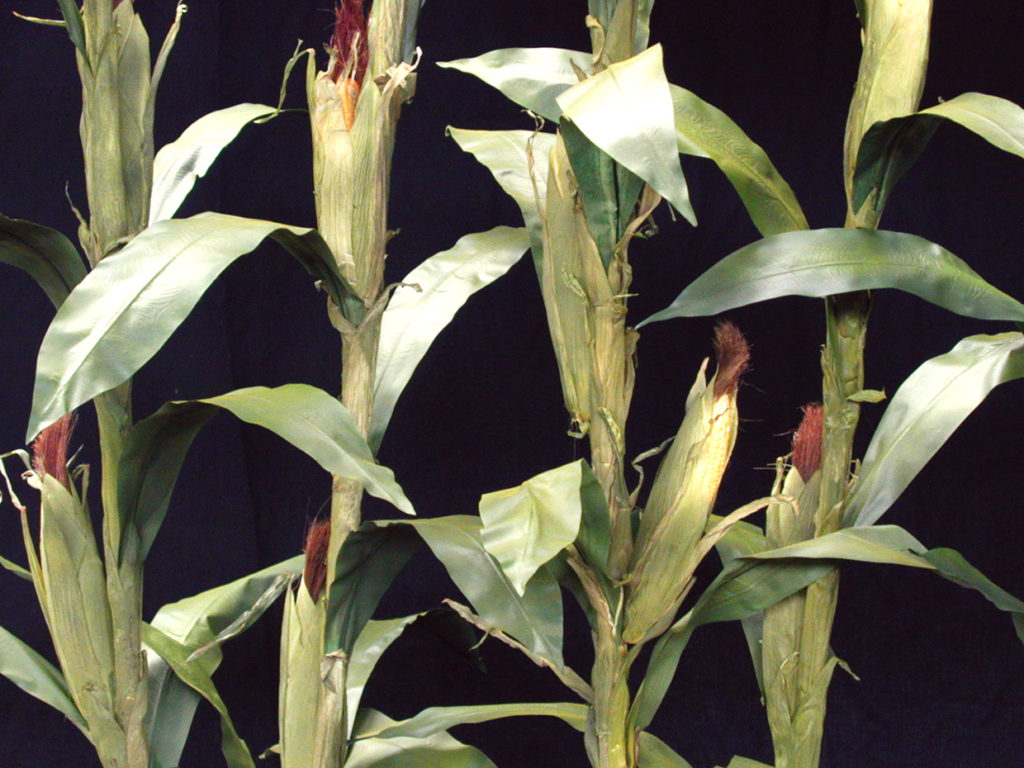 Corn Plant Stalk ID# 15246