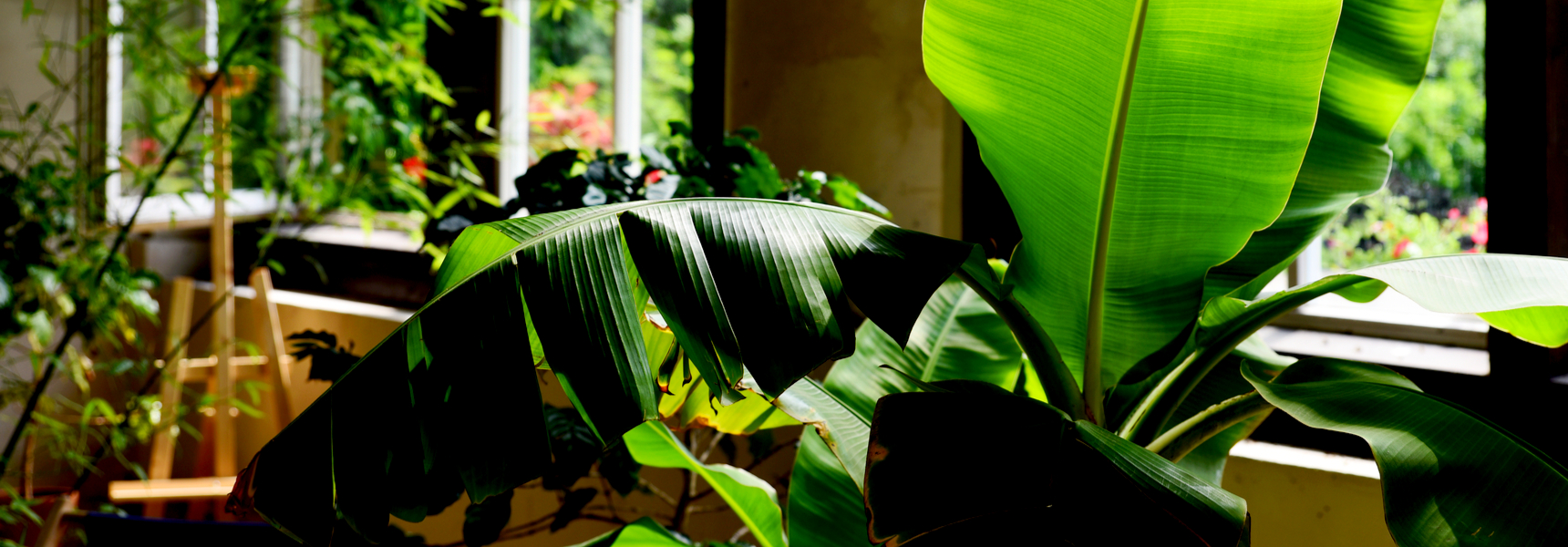 Creating Gardens for Peace of Mind