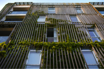 Creating a Green Façade with climbing plants