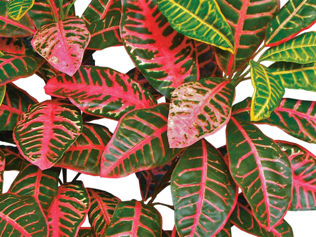 Croton Plant ID# CRO223