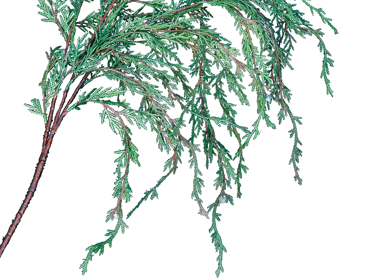 Weeping Evergreen Cypress Tree ID# CYWMX2