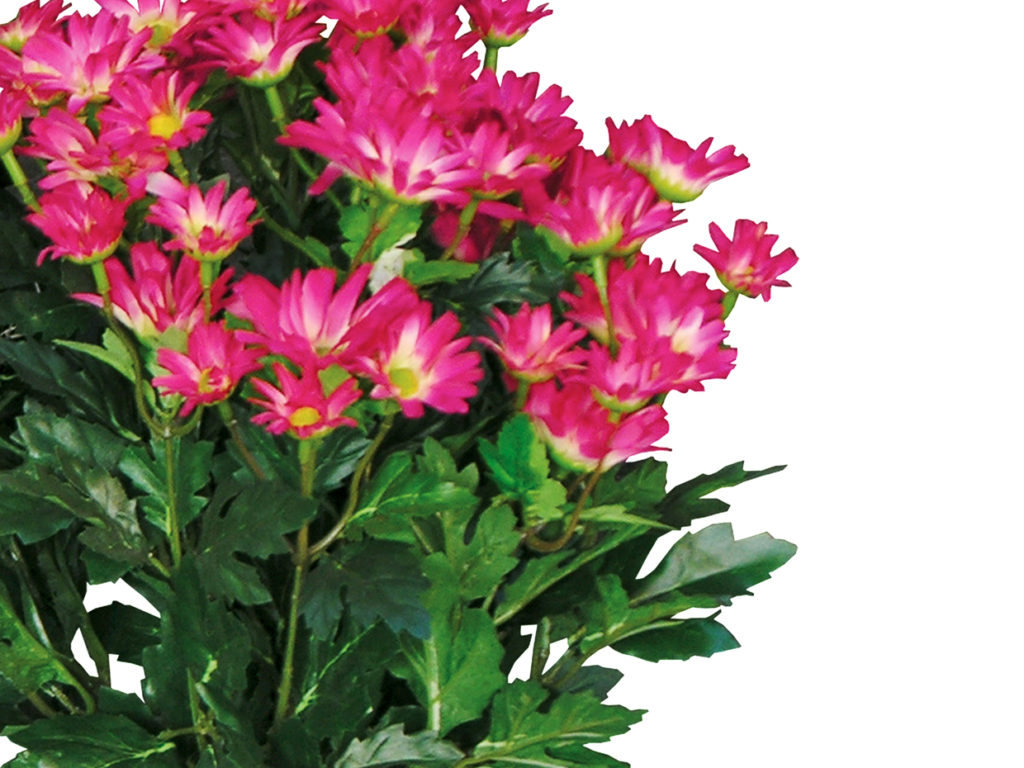 Daisy Mums Flowers ID# DAI118B#