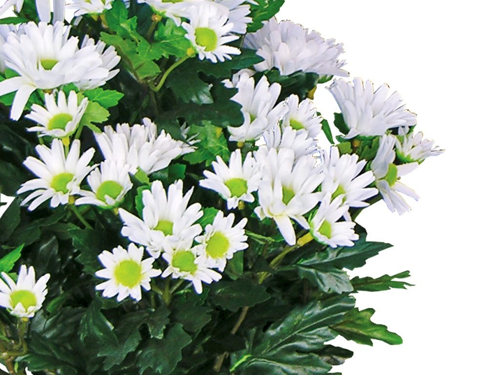 Daisy Mums Flowers ID# DAI118B#