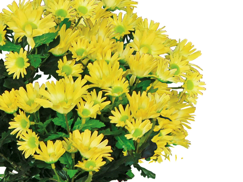 Daisy Mums Flowers ID# DAI118B#