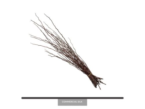 Dried Moneta Bundle