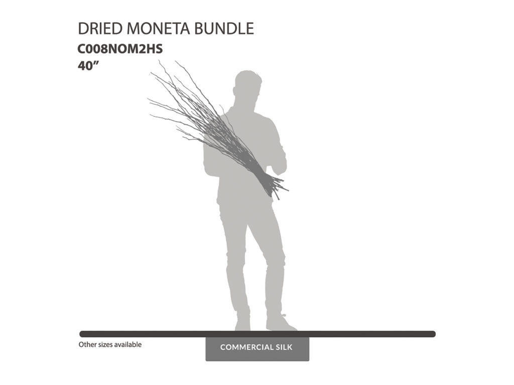 Dried Moneta Bundle