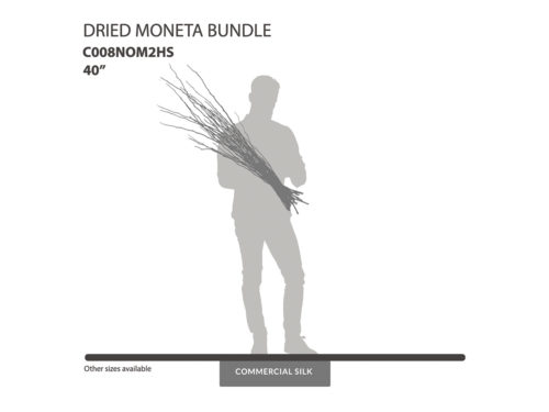 Dried Moneta Bundle