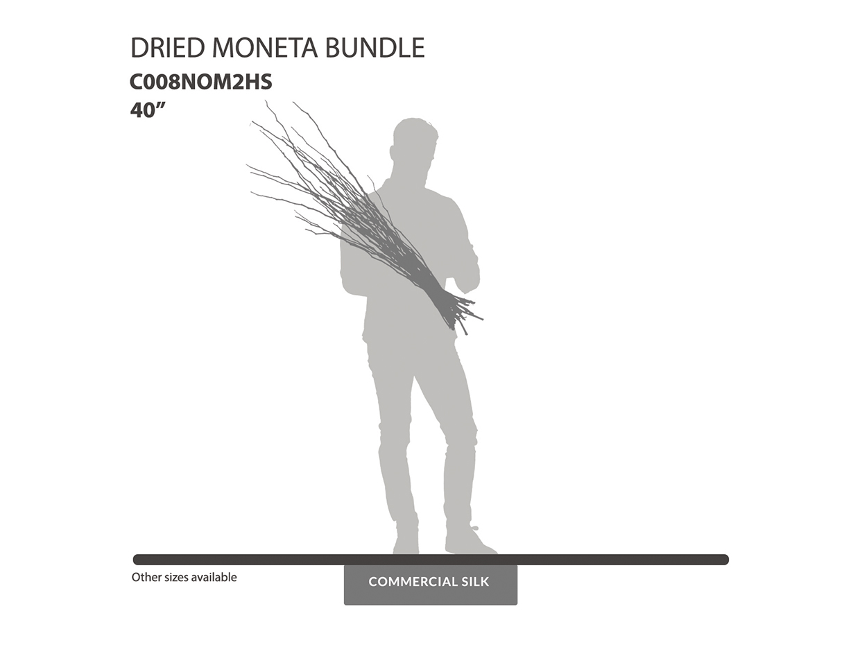 Dried Moneta Bundle