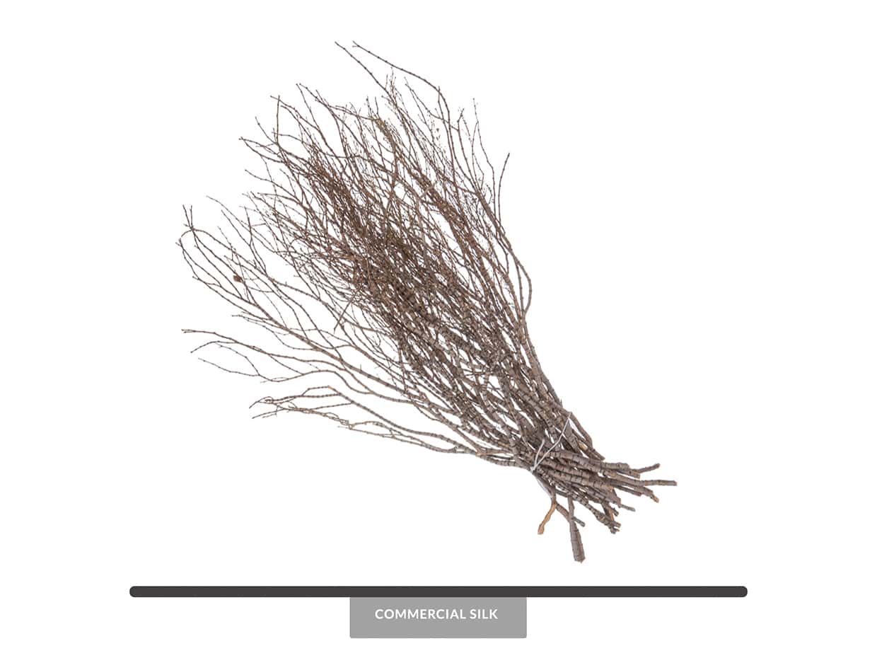 Dried Tigerwood Stems