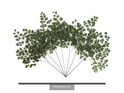 Preserved Adianthum Fern 