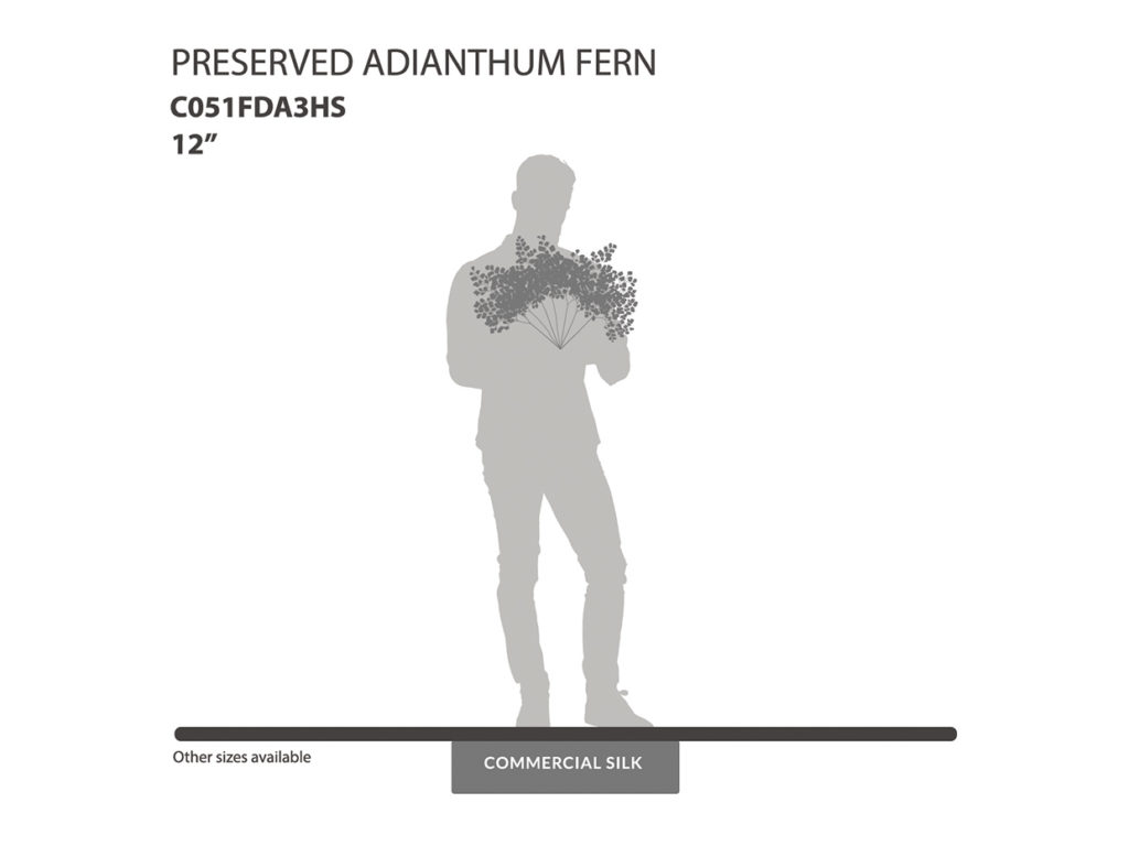 Natural Preserved Fern