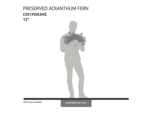 Preserved Adianthum Fern 