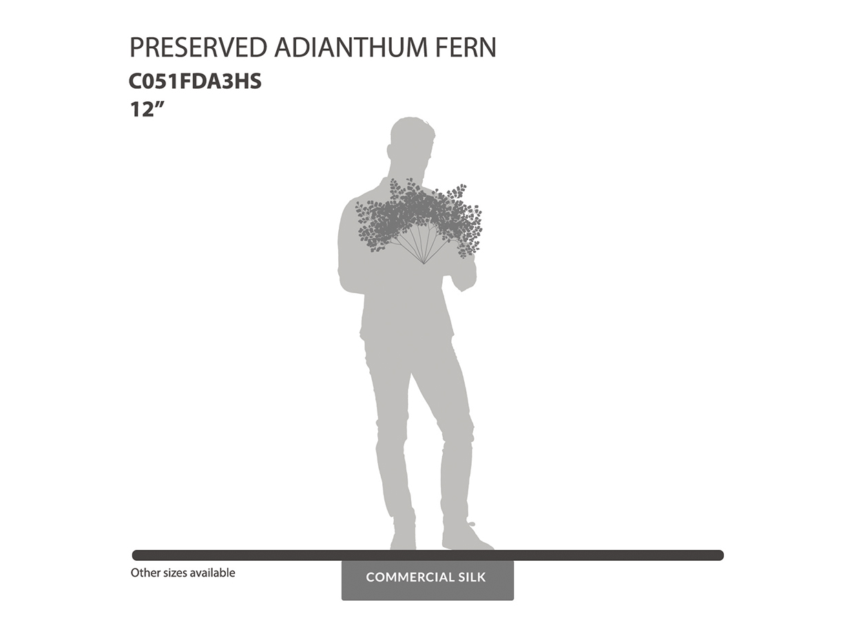 Preserved Adianthum Fern