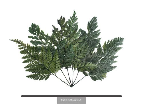 Preserved Davalia Fern