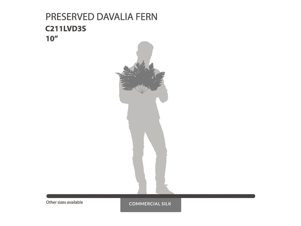 Preserved Davalia Fern