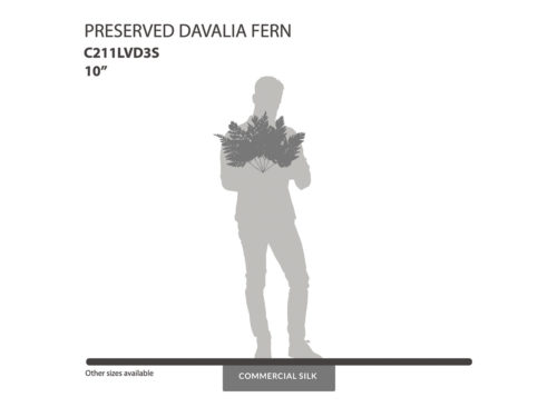 Preserved Davalia Fern