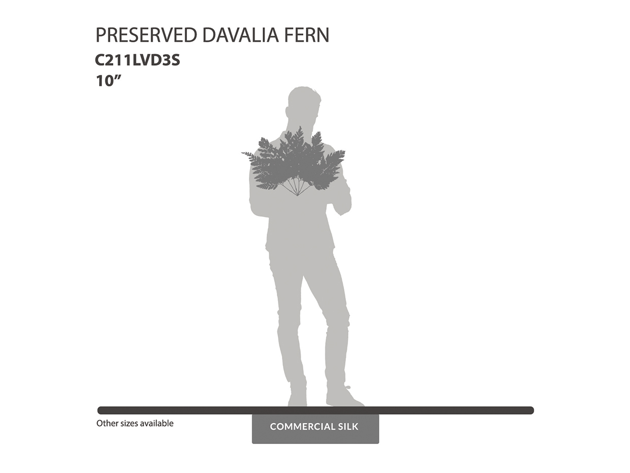 Preserved Davalia Fern