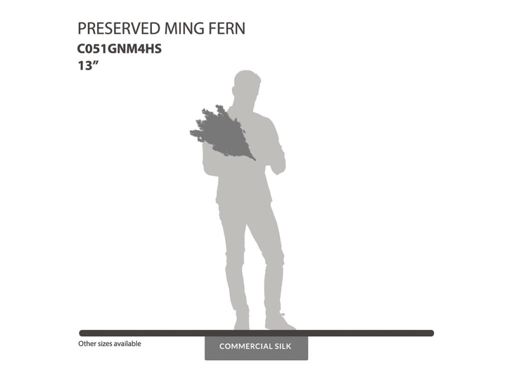 Preserved Ming Fern