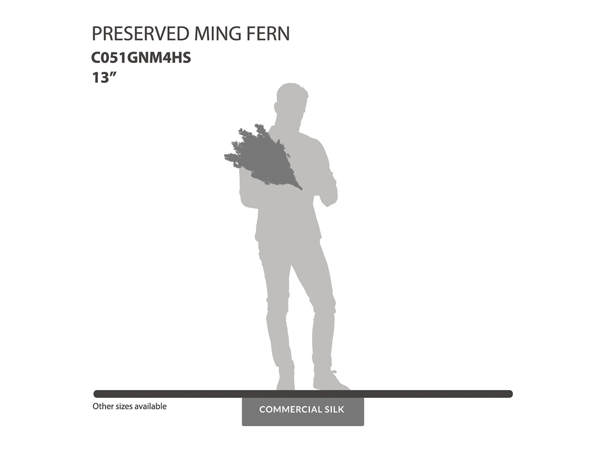 Preserved Ming Fern