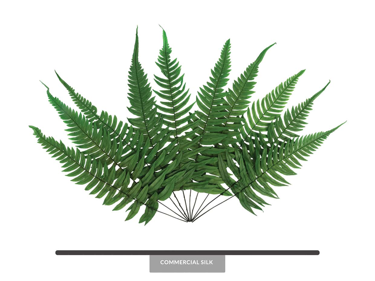 Preserved Rock Fern