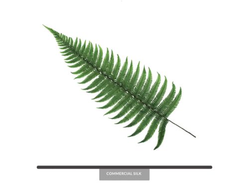 Preserved Parchment Fern