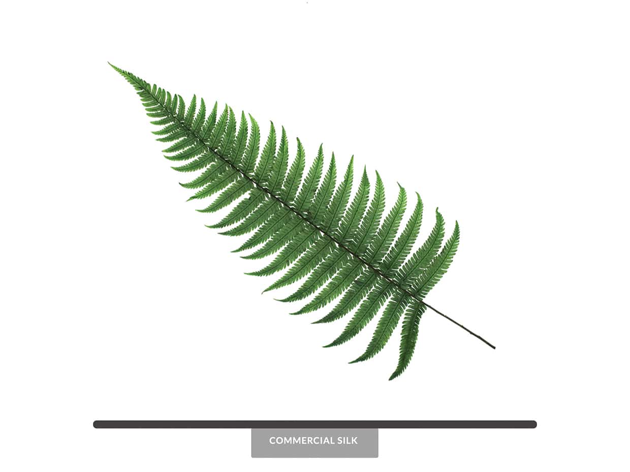 Preserved Parchment Fern