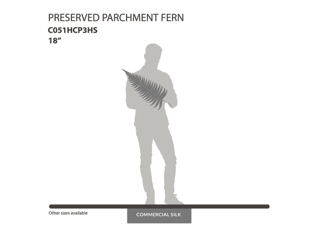 Preserved Parchment Fern