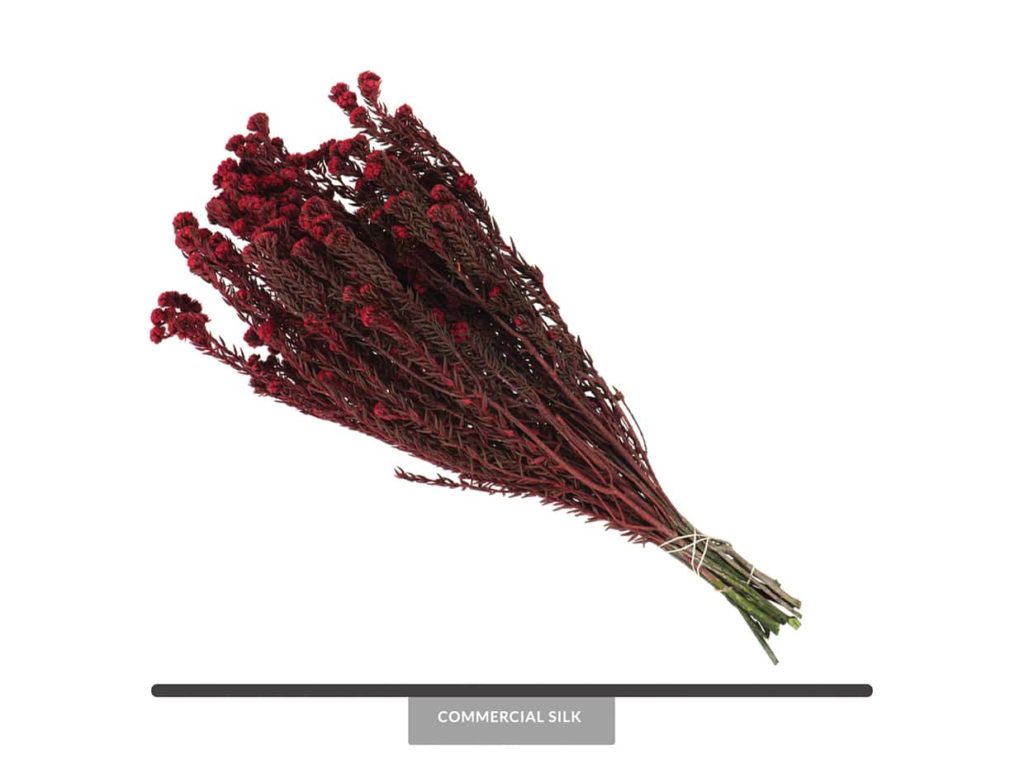 Dried Red Cotton Phylica