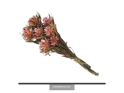 Dried Pink Plumosum