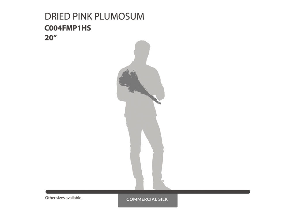 Dried Pink Plumosum