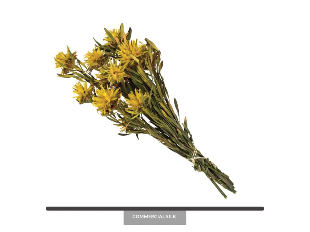 Dried Yellow Plumosum