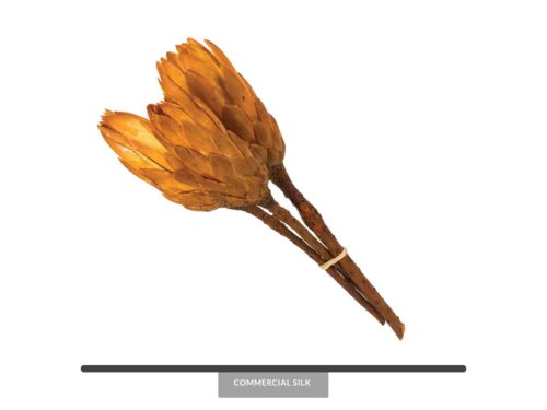 Dried Repens Gold