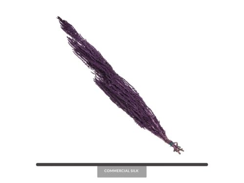 Dried Violet Amaranthus