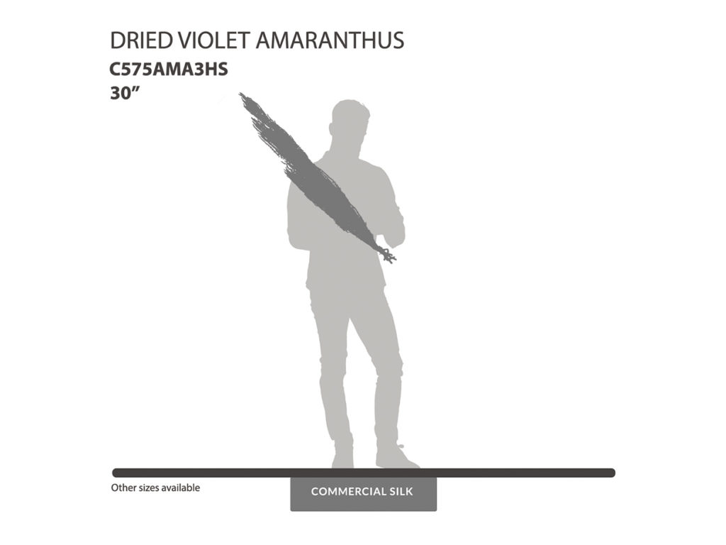 Dried Violet Amaranthus