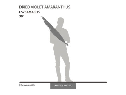 Dried Violet Amaranthus