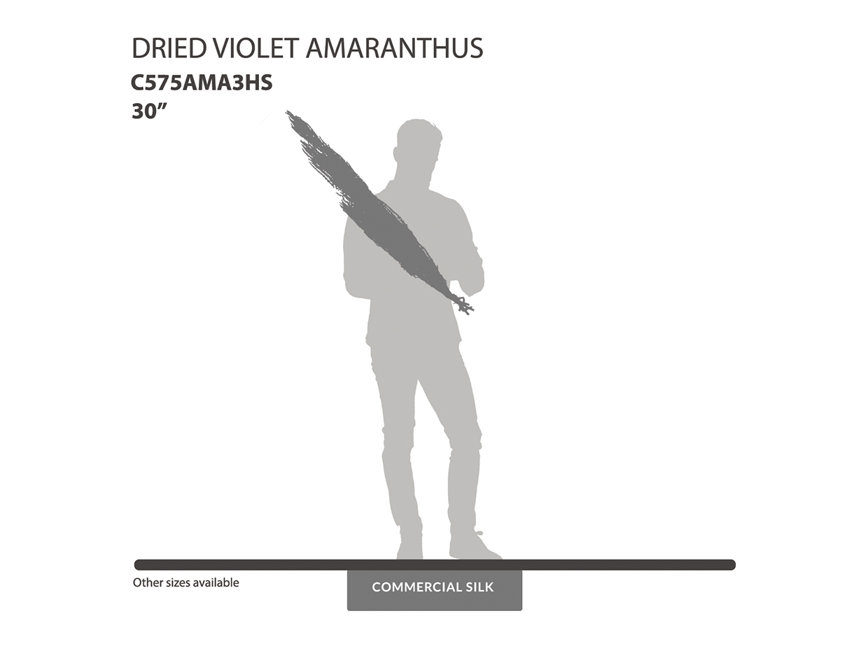 Dried Violet Amaranthus