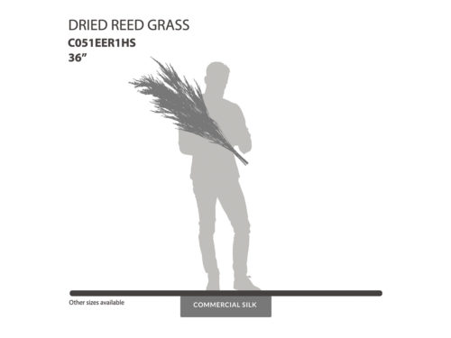 Dried Reed Grass