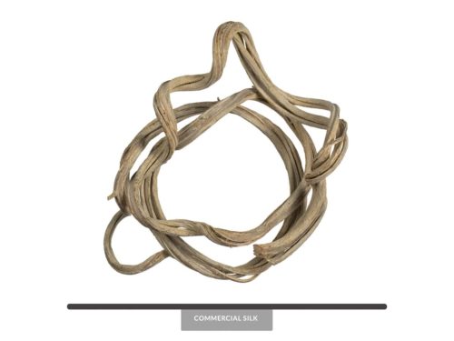 Preserved Coil Vine