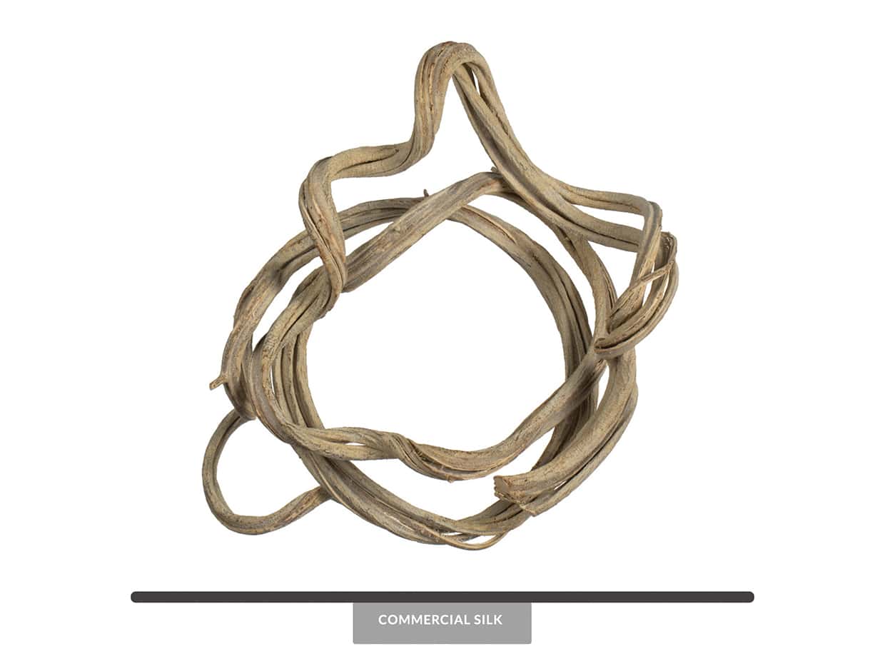 Preserved Coil Vine