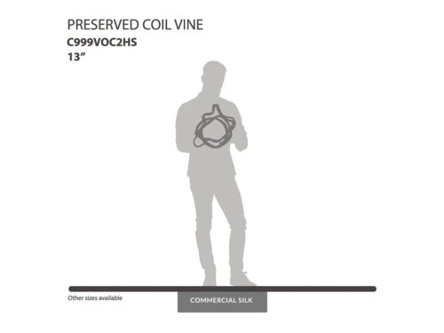 Preserved Coil Vine