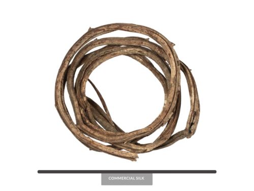 Thick Preserved Coil Vine