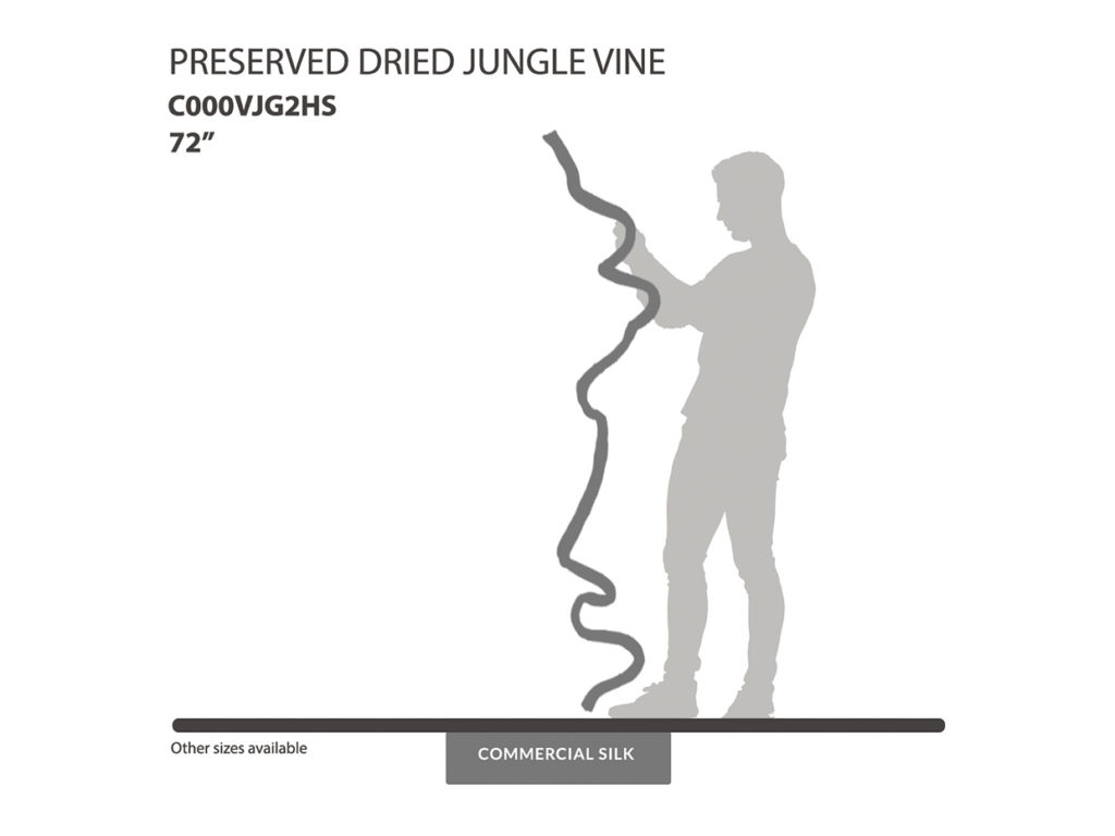 Preserved Dried Jungle Vine