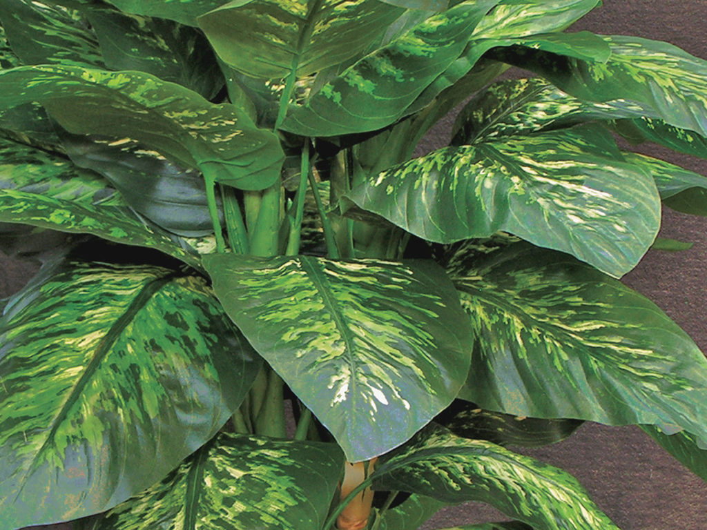Dieffenbachia Plant ID# DIG348