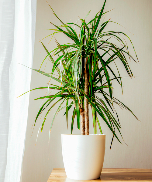 Dracaena Marginata