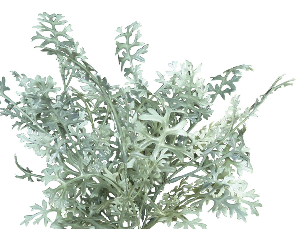Dusty Miller Bush (exterior) ID# DSM114+