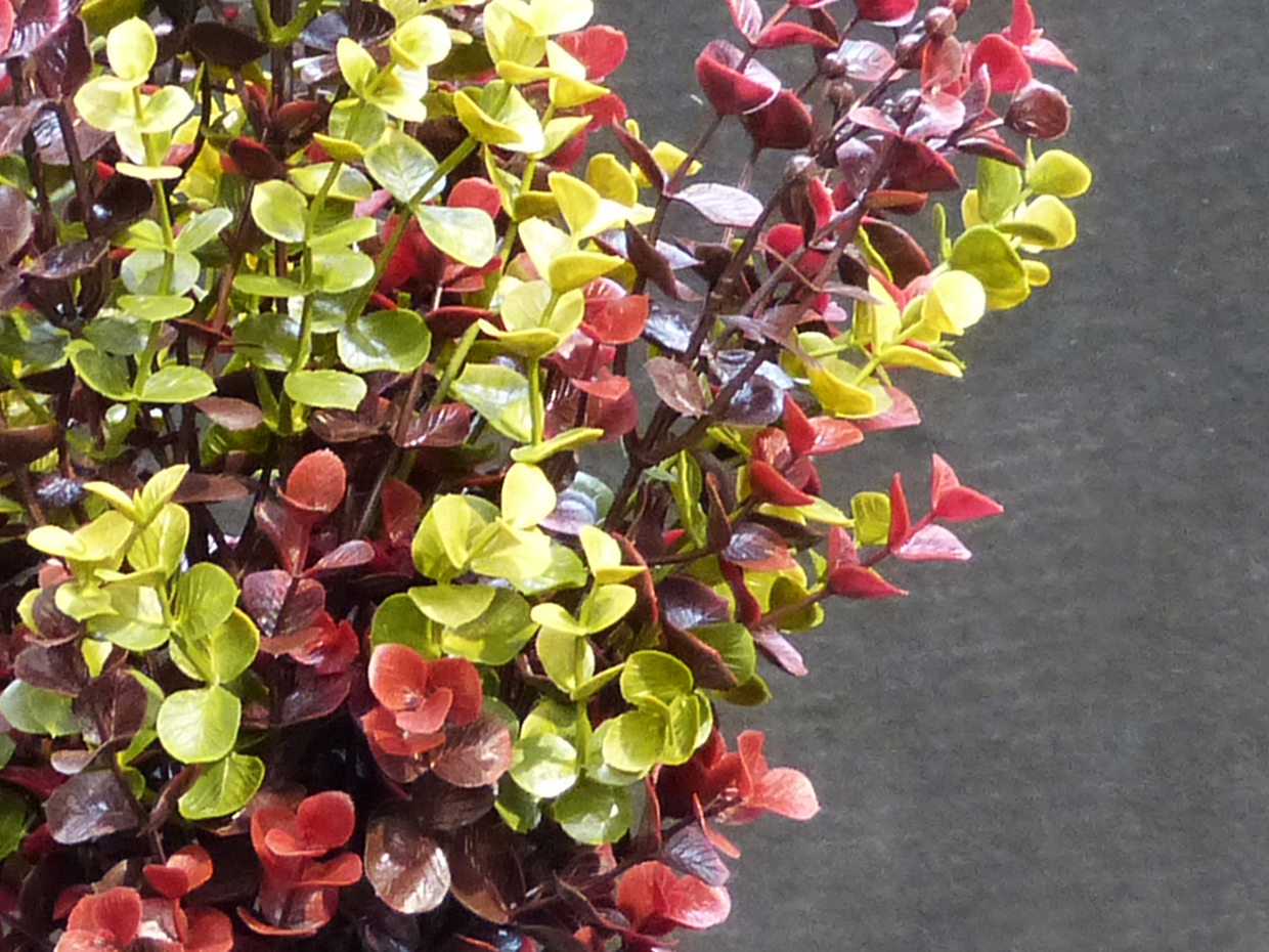Eucalyptus Bush (burgundy/green) (exterior) ID# EUC118BG+