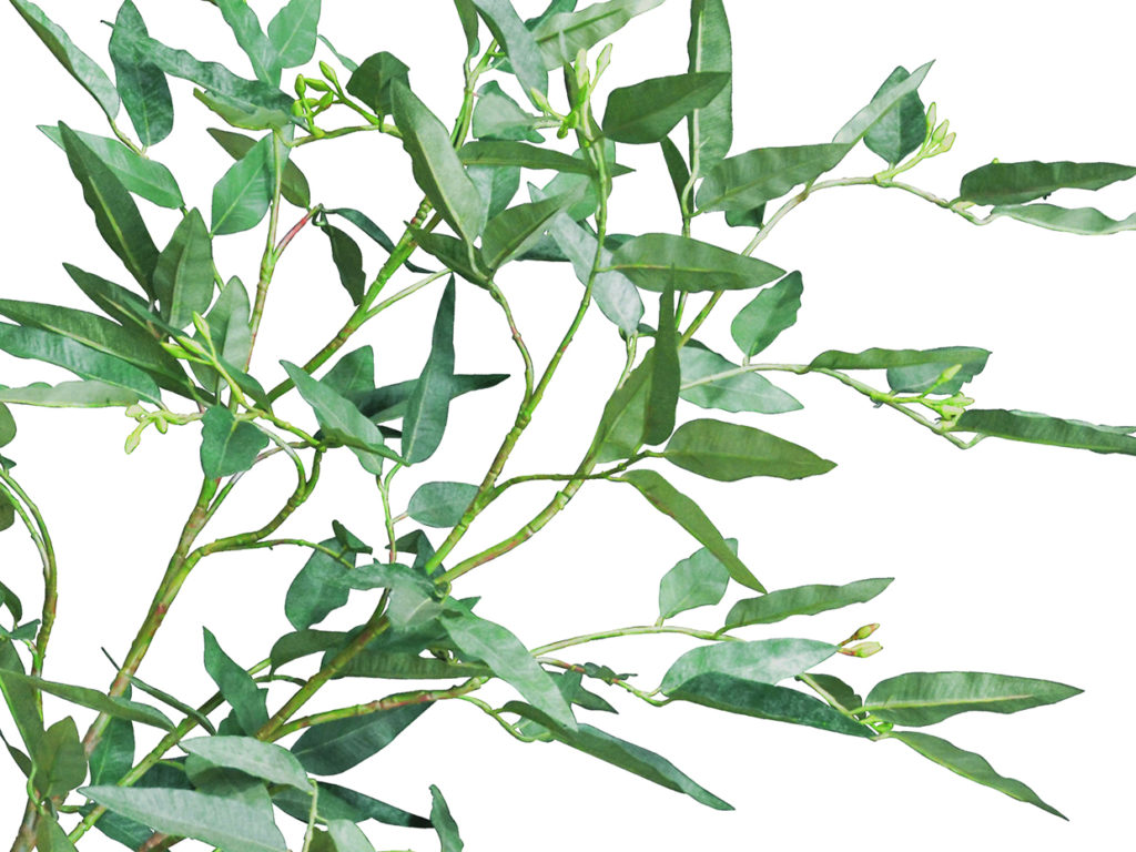 Eucalyptus Tree ID# EUCMX2