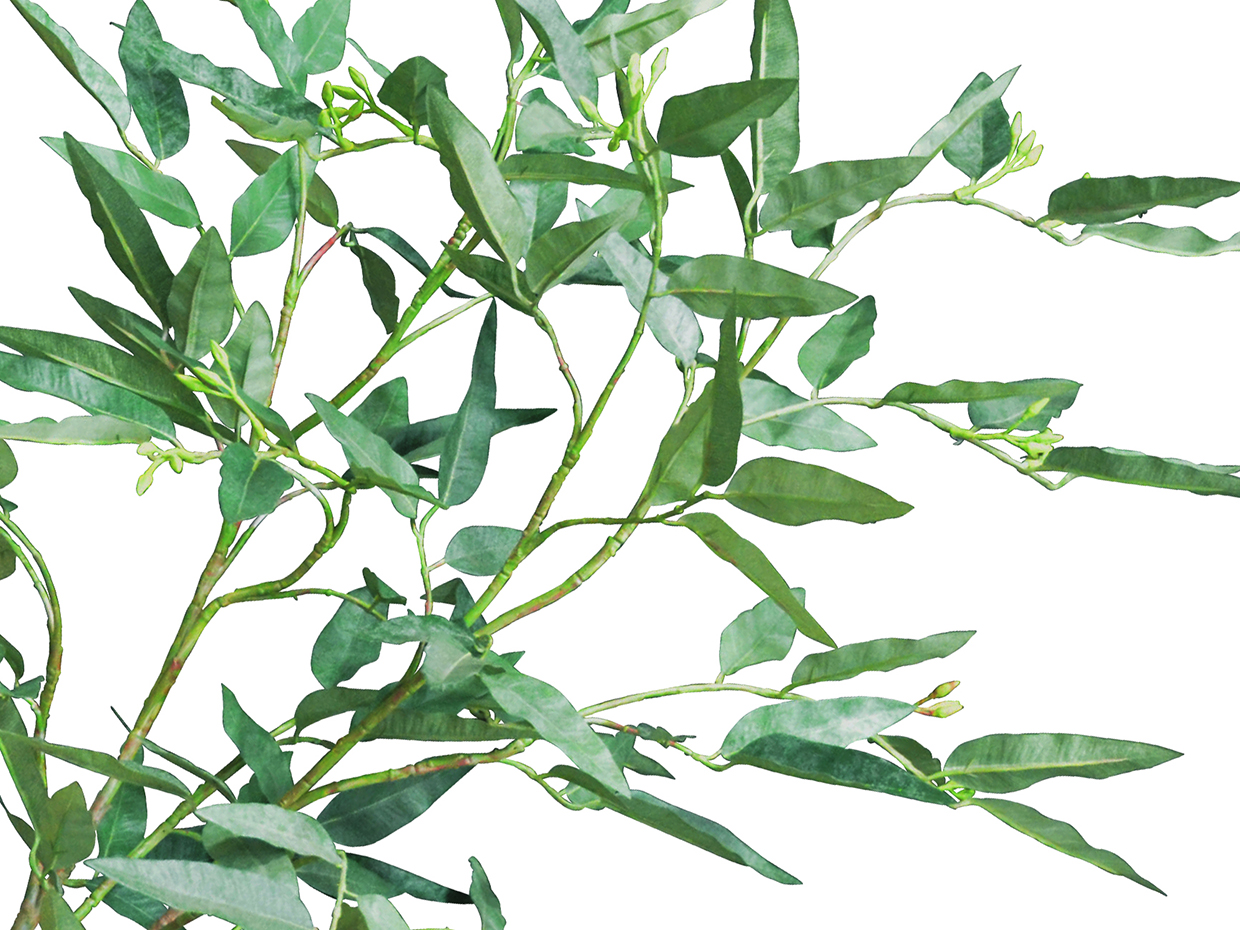 Eucalyptus Bush ID# EUC236
